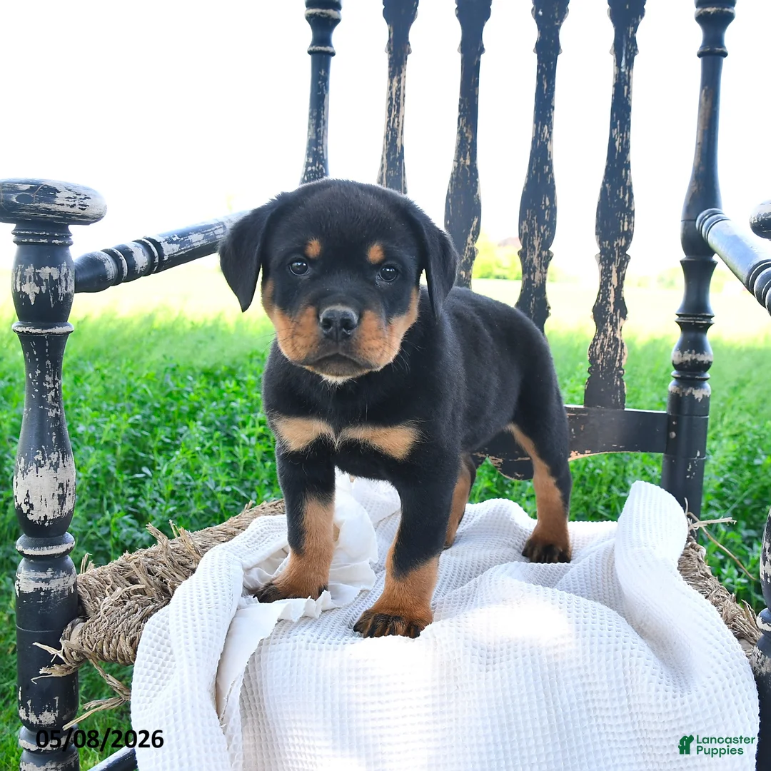 Rottweiler dogs for sale: Rainer - Ad 1