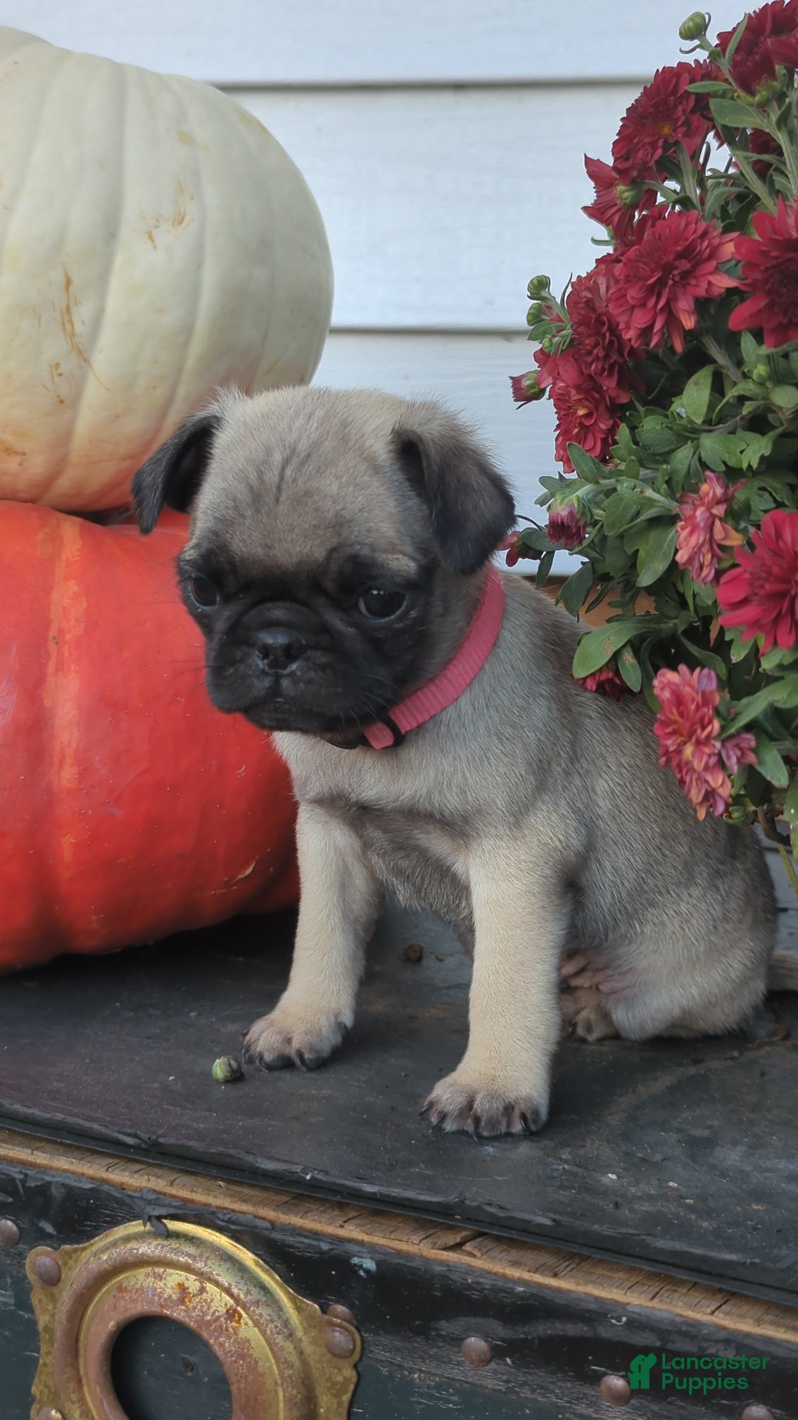 Pug dogs Mt. Dew  - Ad 2