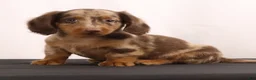 Dachshund dogs for sale: Duke - Ad 10
