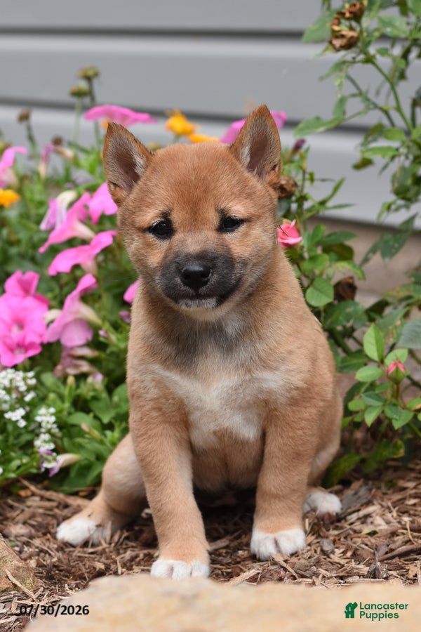 Shiba Inu dogs June - Ad 2