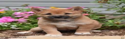 Shiba Inu dogs for sale: June - Ad 2