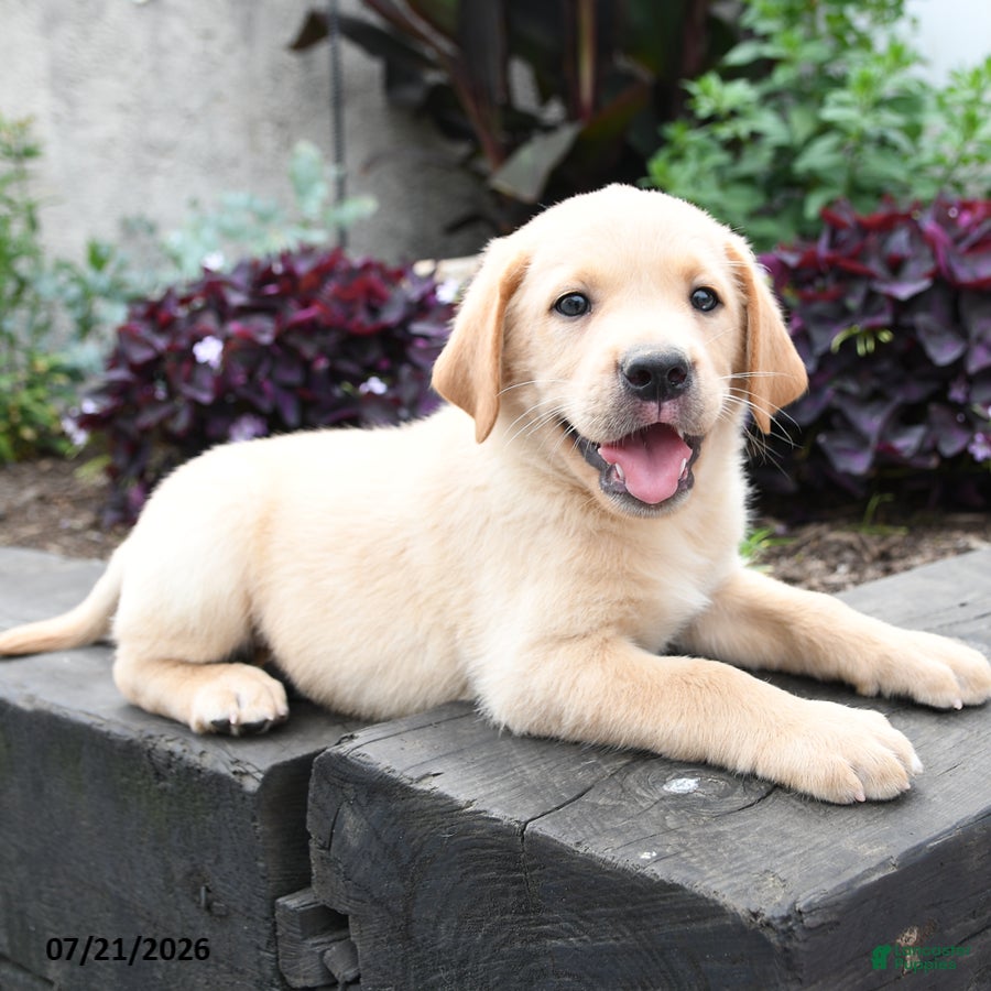 Labrador Retriever dogs Moose - Ad 2