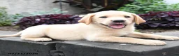 Labrador Retriever dogs for sale: Moose - Ad 2