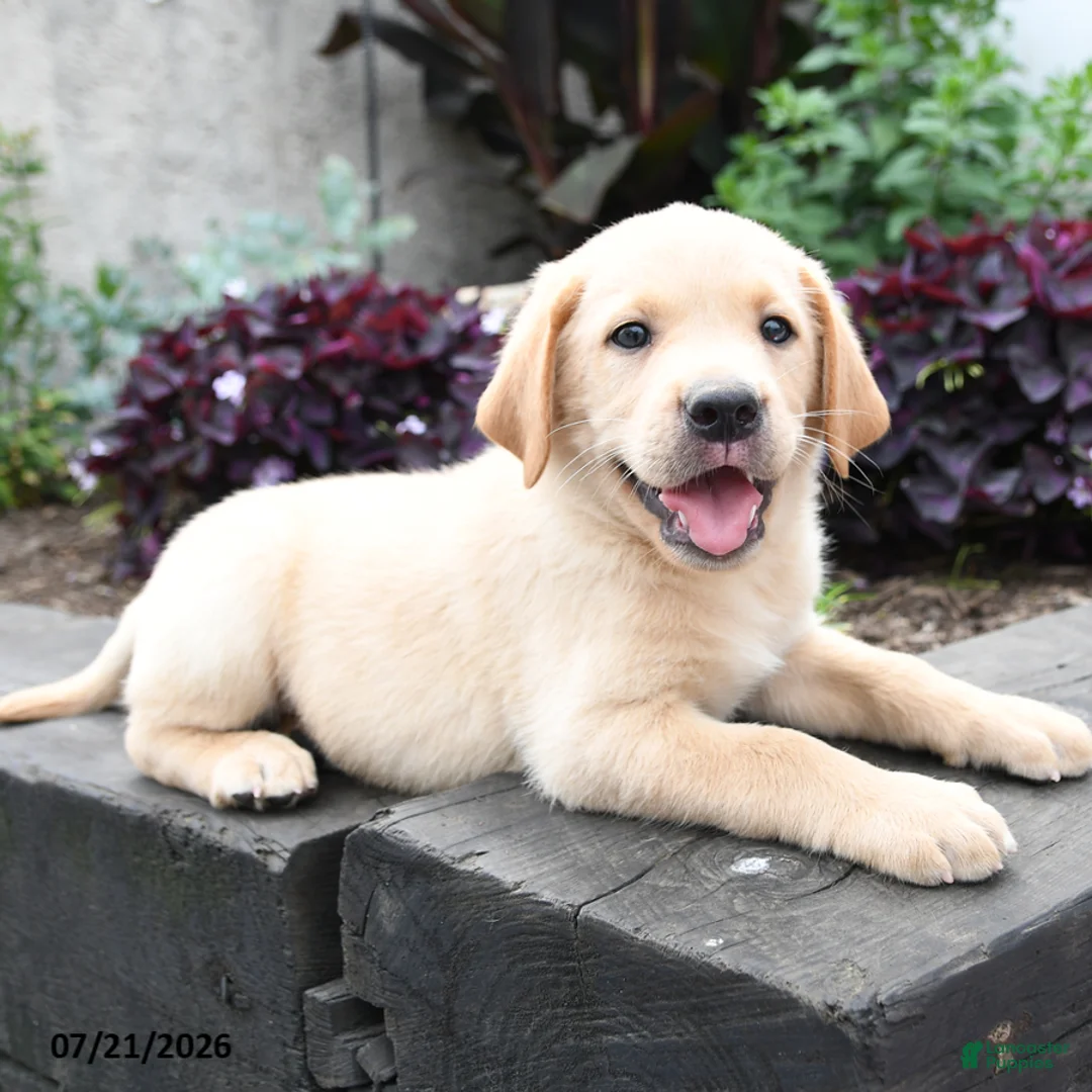 Labrador Retriever dogs for sale: Moose - Ad 2
