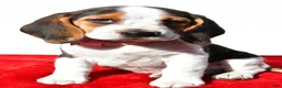 Beagle dogs for sale: Mae - Ad 6