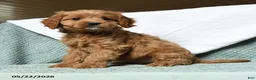 Cavapoo dogs for sale: Bubbles - Ad 2
