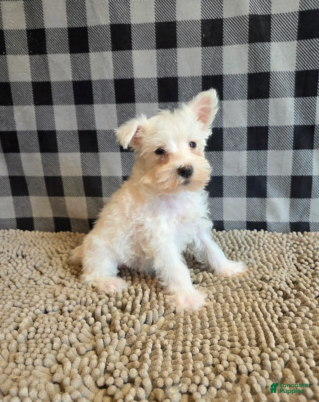 Miniature Schnauzer dogs for sale: Seth - Ad 7