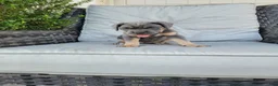 Cane Corso dogs for sale: Tessa - Ad 3