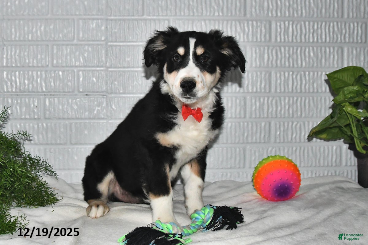 Australian Shepherd dogs Leo - Ad 13