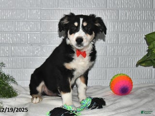 Australian Shepherd dogs Leo - Ad 13