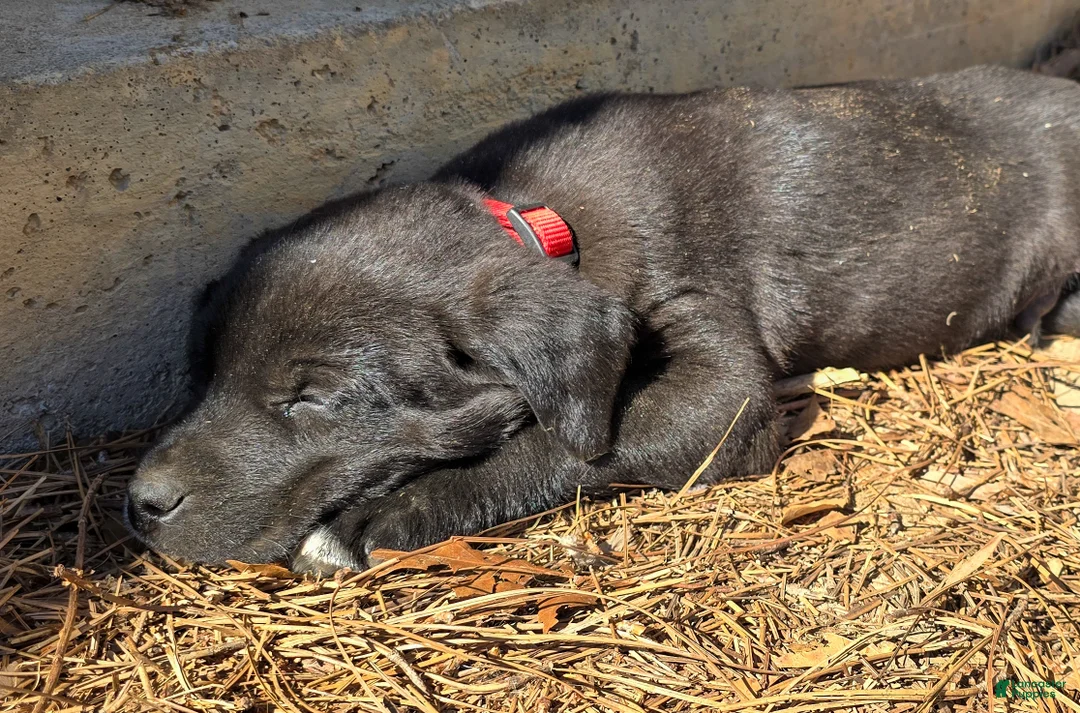 Mixed Breed dogs for sale: Jeff - Puppy 3 - Ad 2