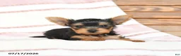 Yorkshire Terrier dogs for sale: Quilla - Ad 4