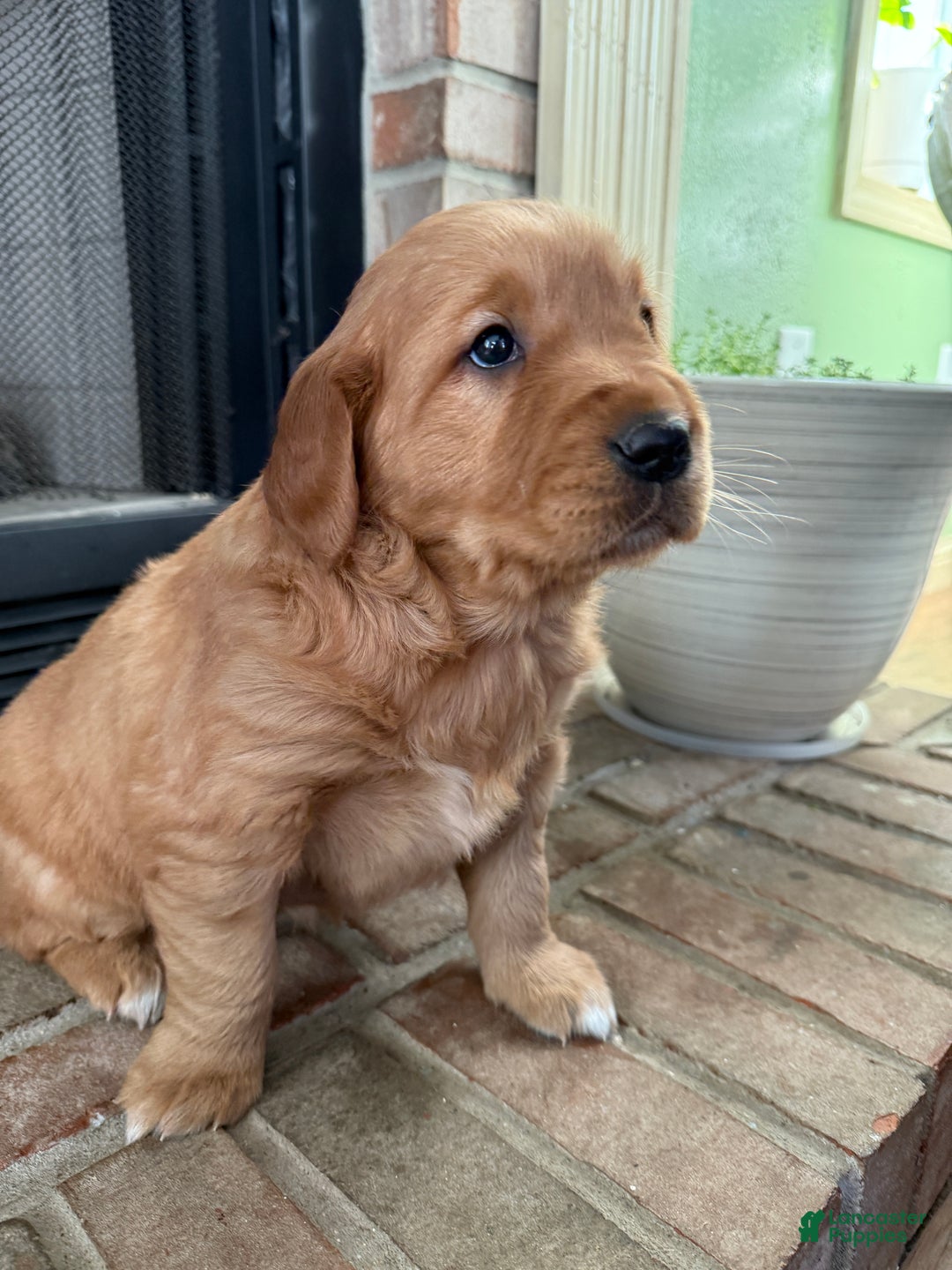 Golden Retriever dogs for sale: Summer - Ad 8