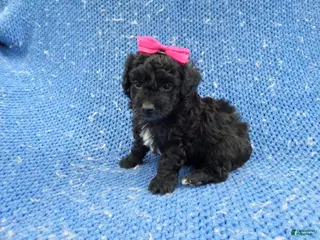 Morkie dogs Mabel - Ad 6