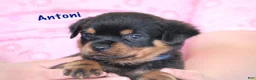 Rottweiler dogs for sale: Antoni  - Ad 3
