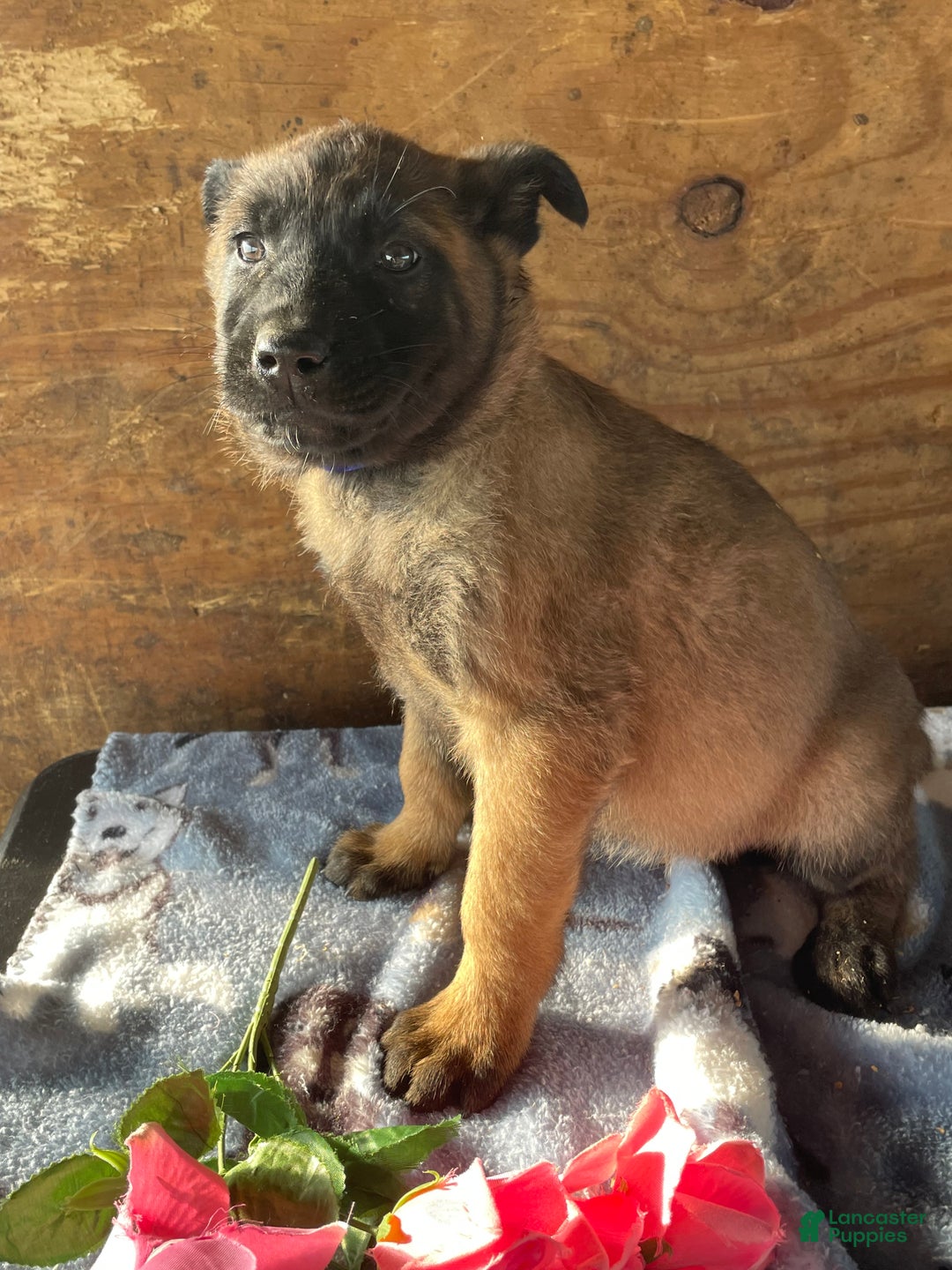 Belgian Malinois dogs for sale: Lucy - Ad 2