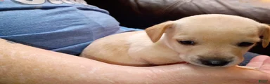 Chiweenie Puppy 2