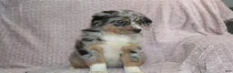 Australian Shepherd dogs for sale: Porter  - Ad 3