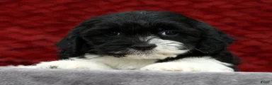 Sam