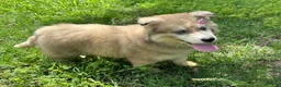 Siberian Husky dogs for sale: REYNA - Ad 8