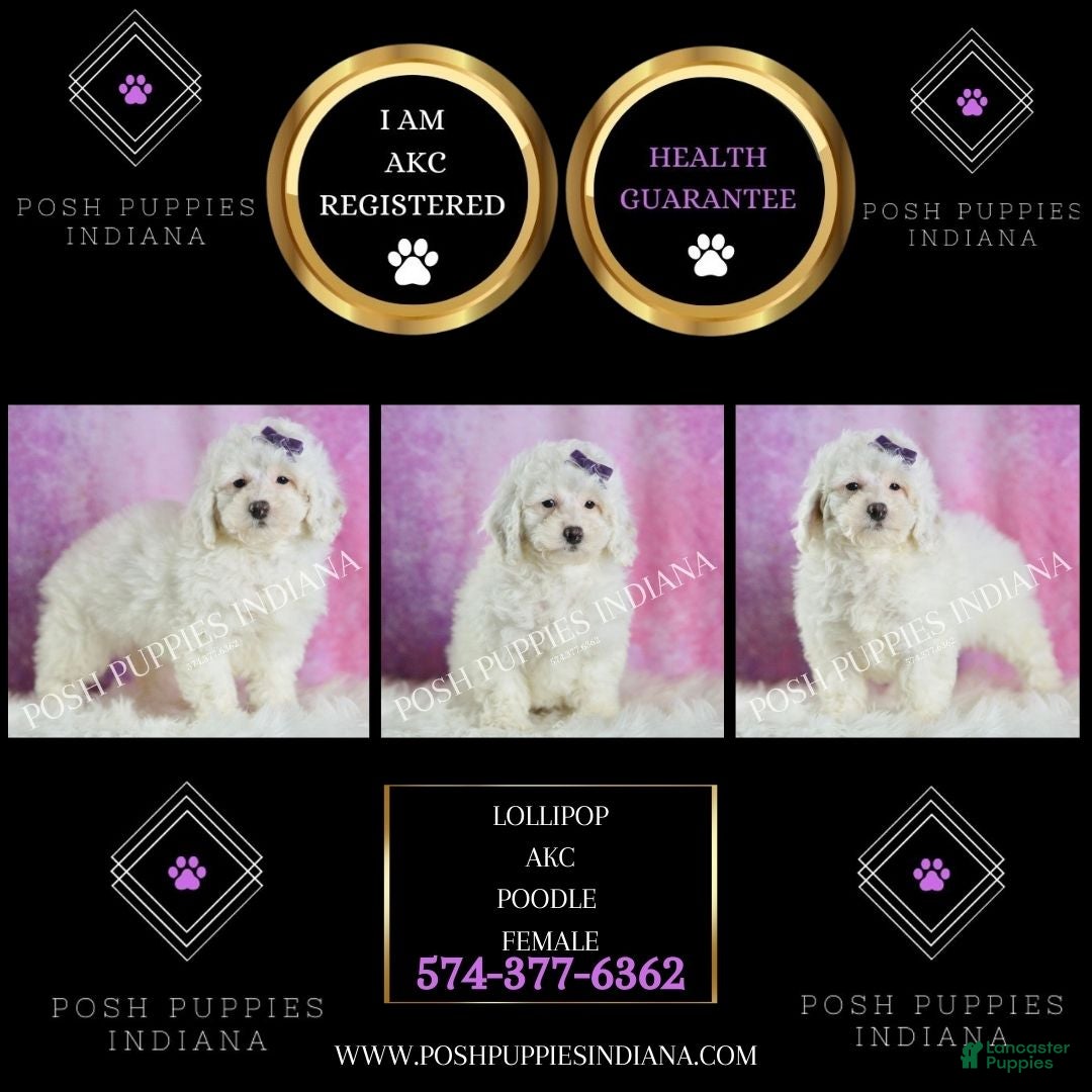 Miniature Poodle dogs for sale: Lollipop - Ad 2