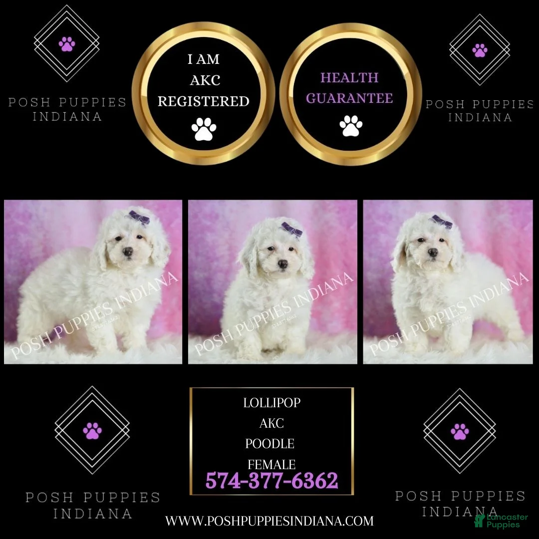 Miniature Poodle dogs for sale: Lollipop - Ad 2