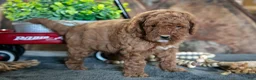Miniature Poodle dogs for sale: Olivia - Ad 2