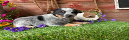 Australian Cattle Dog dogs for sale: Ella - Ad 3