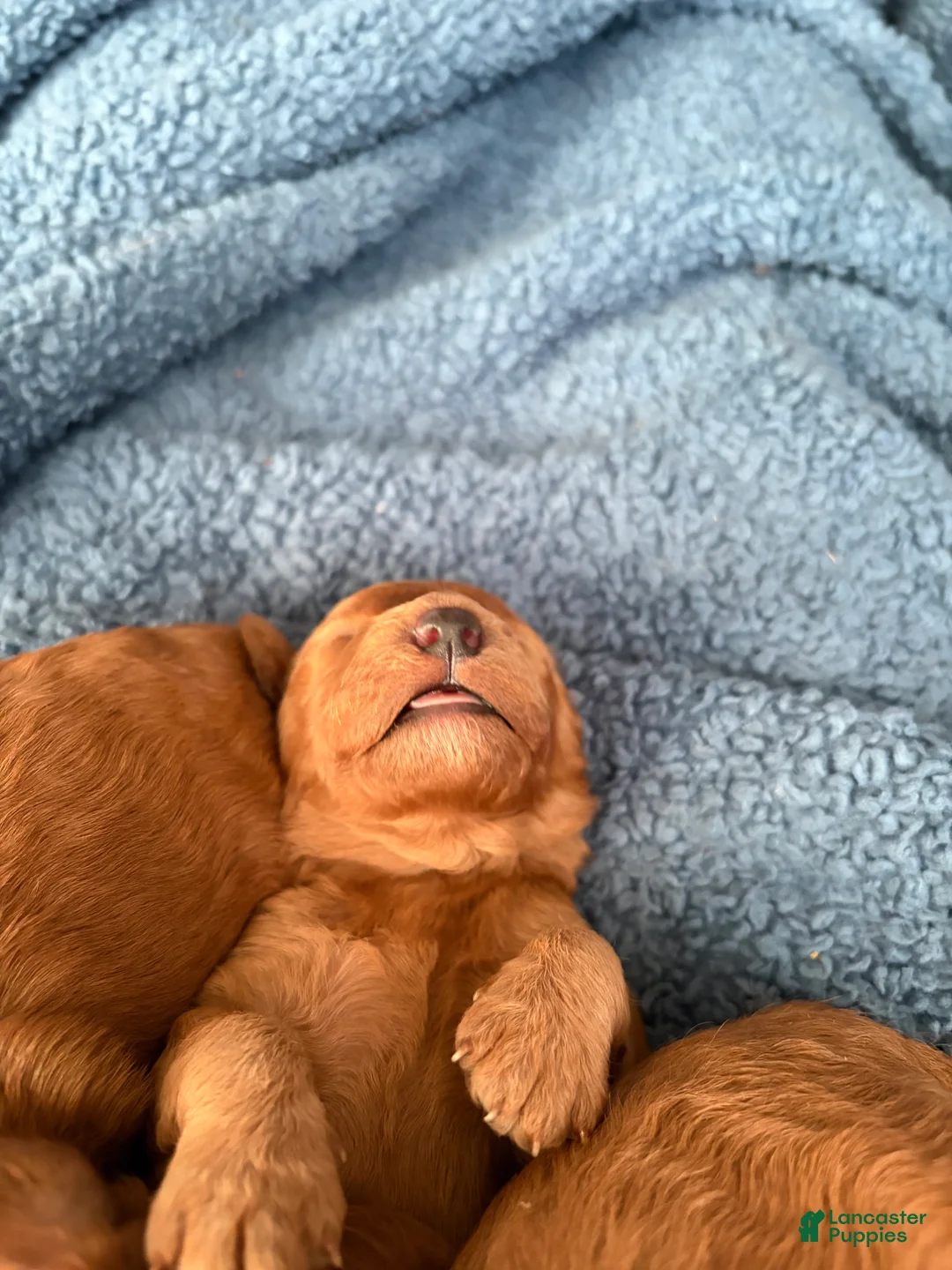 Mini Goldendoodle dogs for sale: Mini Goldendoodle Puppy 6 - Ad 3