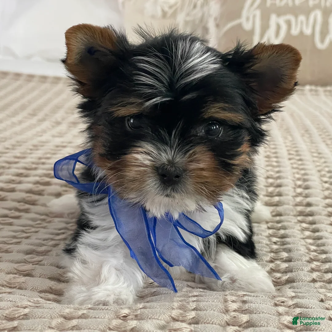 Biewer Terrier dogs for sale: Milo - Ad 3
