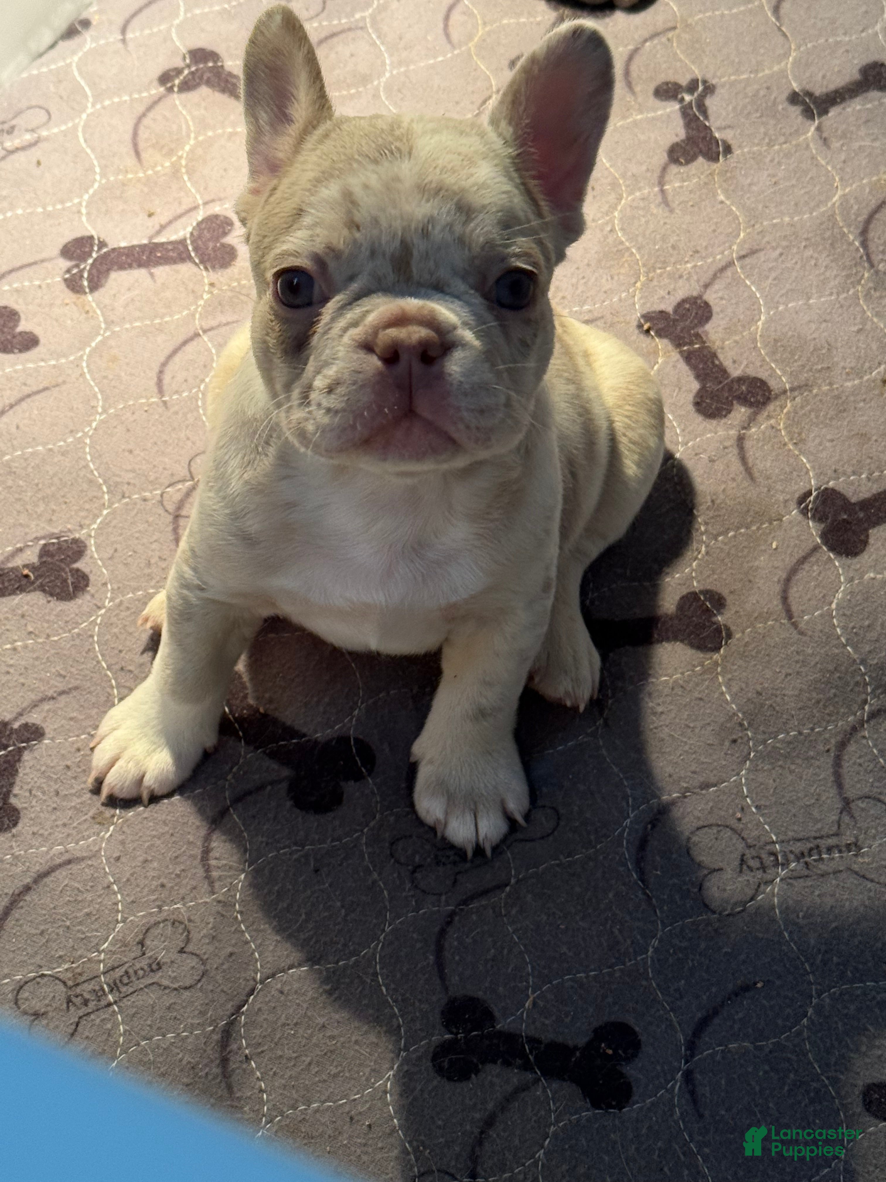 French Bulldog dogs Hunter - Ad 17
