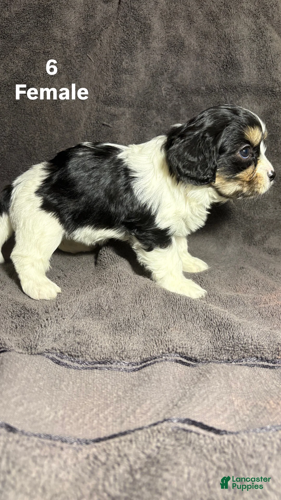 Mixed Breed dogs for sale: Mixed Breed Puppy 4 - Ad 2