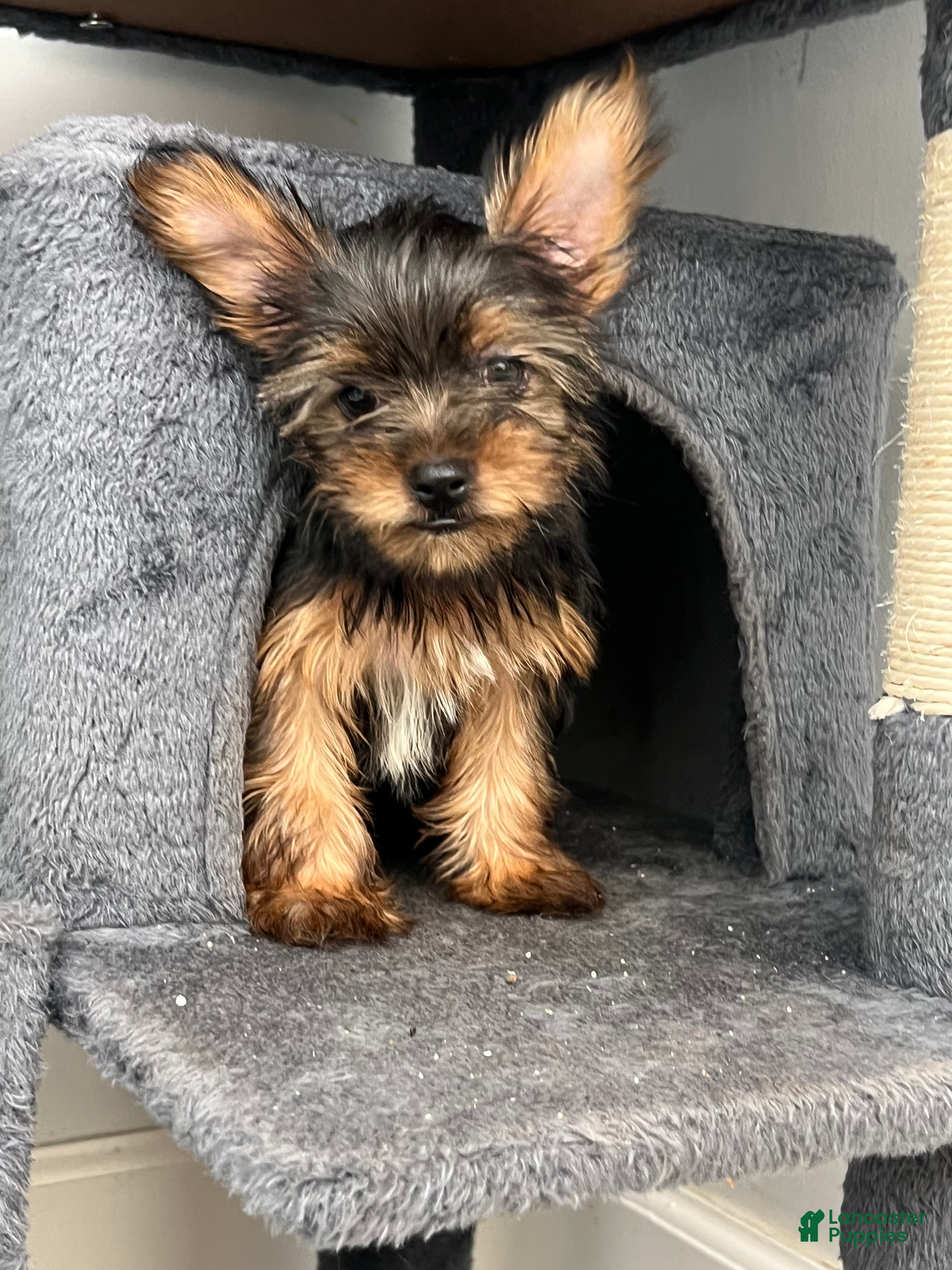 Yorkshire Terrier dogs Yorkshire Terrier 1 - Ad 36