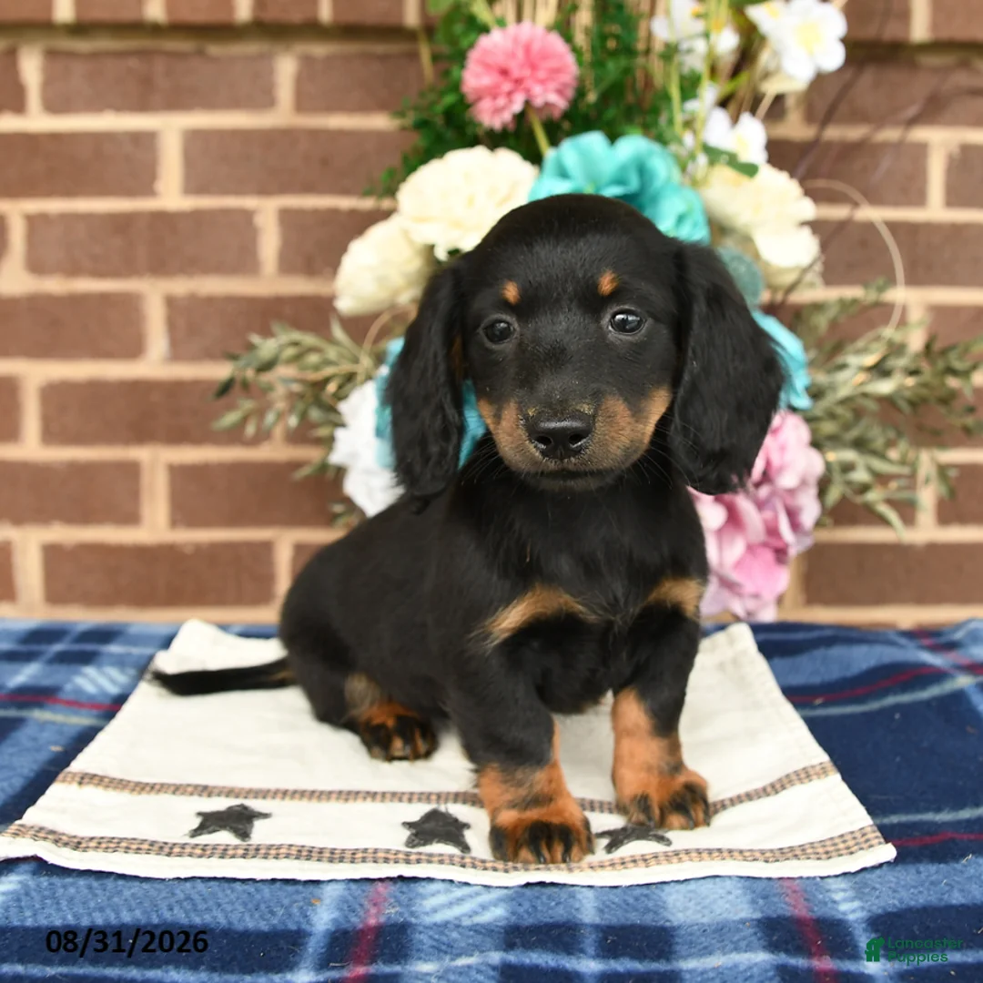 Miniature Dachshund dogs for sale: Lou - Ad 2
