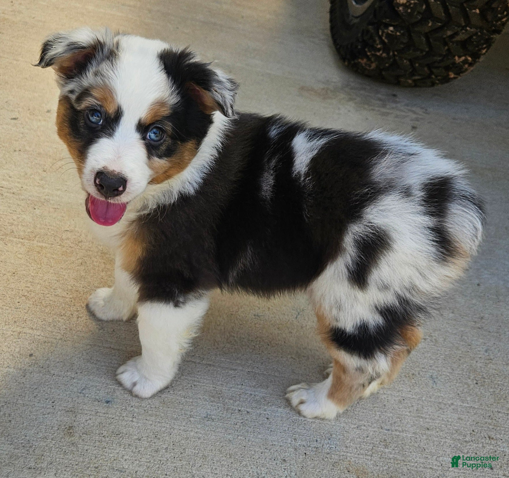 Australian Shepherd dogs Gorgeous Black Tri Female with Stunning Parti-Blue Eyes - Ad 36