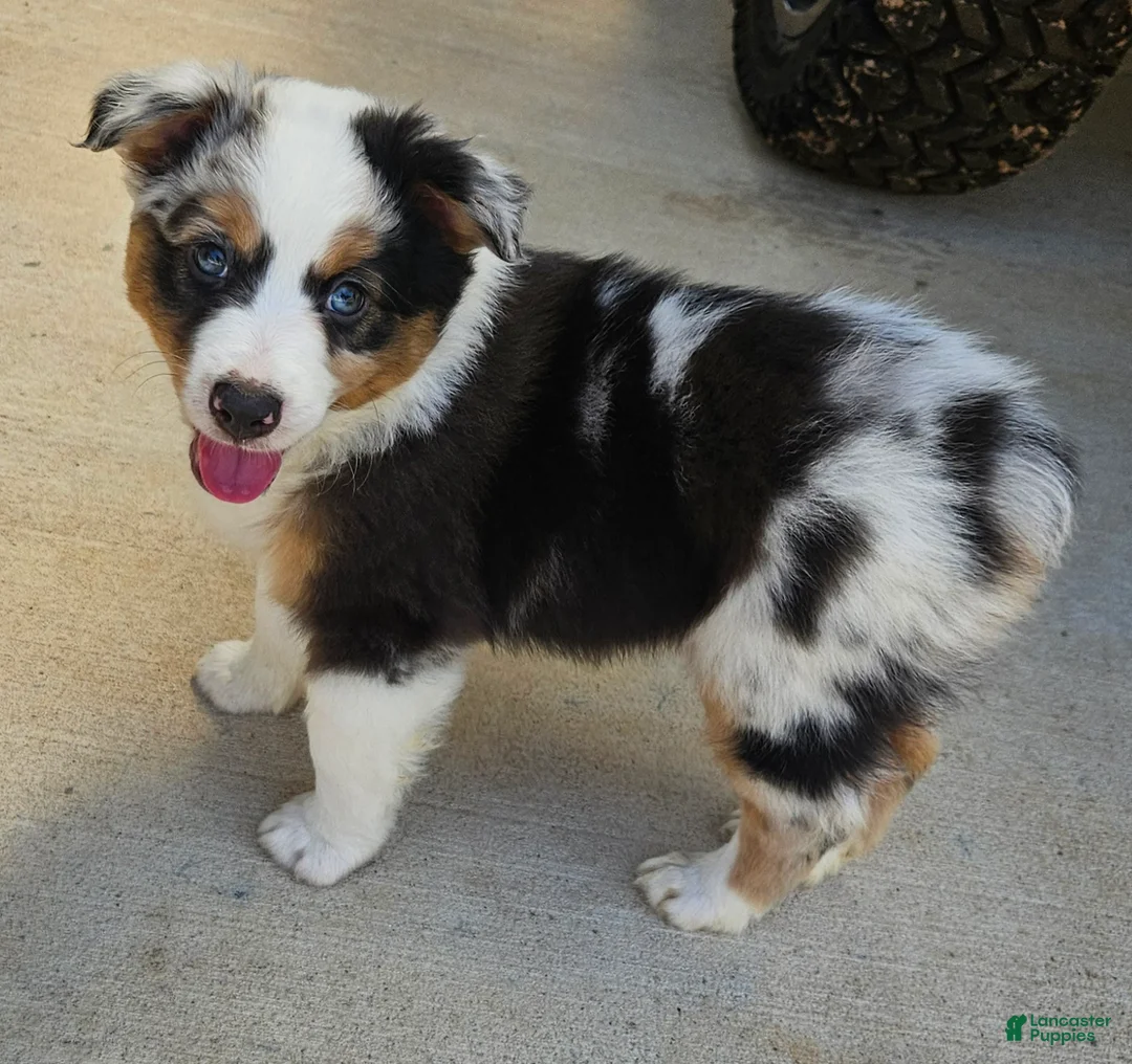 Australian Shepherd dogs for sale: Gorgeous Black Tri Female with Stunning Parti-Blue Eyes - Ad 1