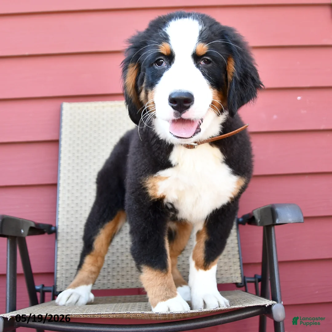 Bernese Mountain Dog dogs for sale: Jet - Ad 1