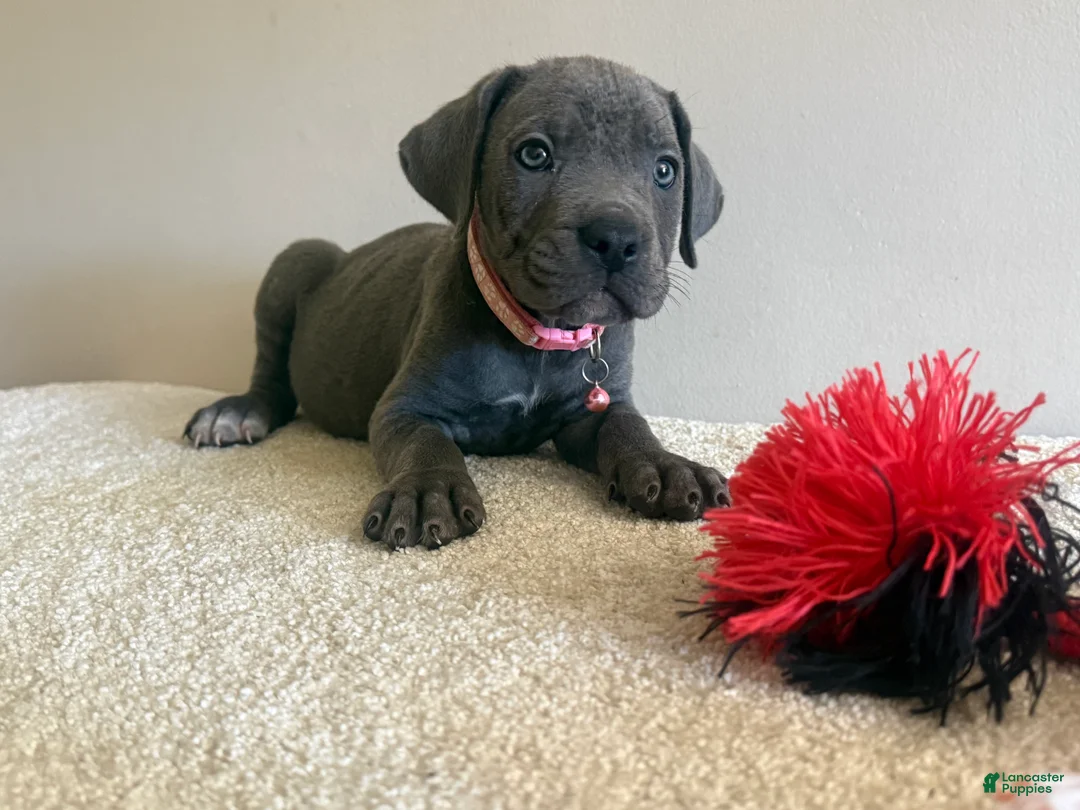 Cane Corso dogs for sale: Diamond  - Ad 1