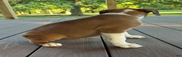 Boxer dogs for sale: Serena - Ad 5