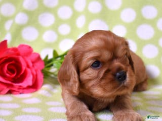 Cavalier King Charles Spaniel dogs Kiki - Ad 17