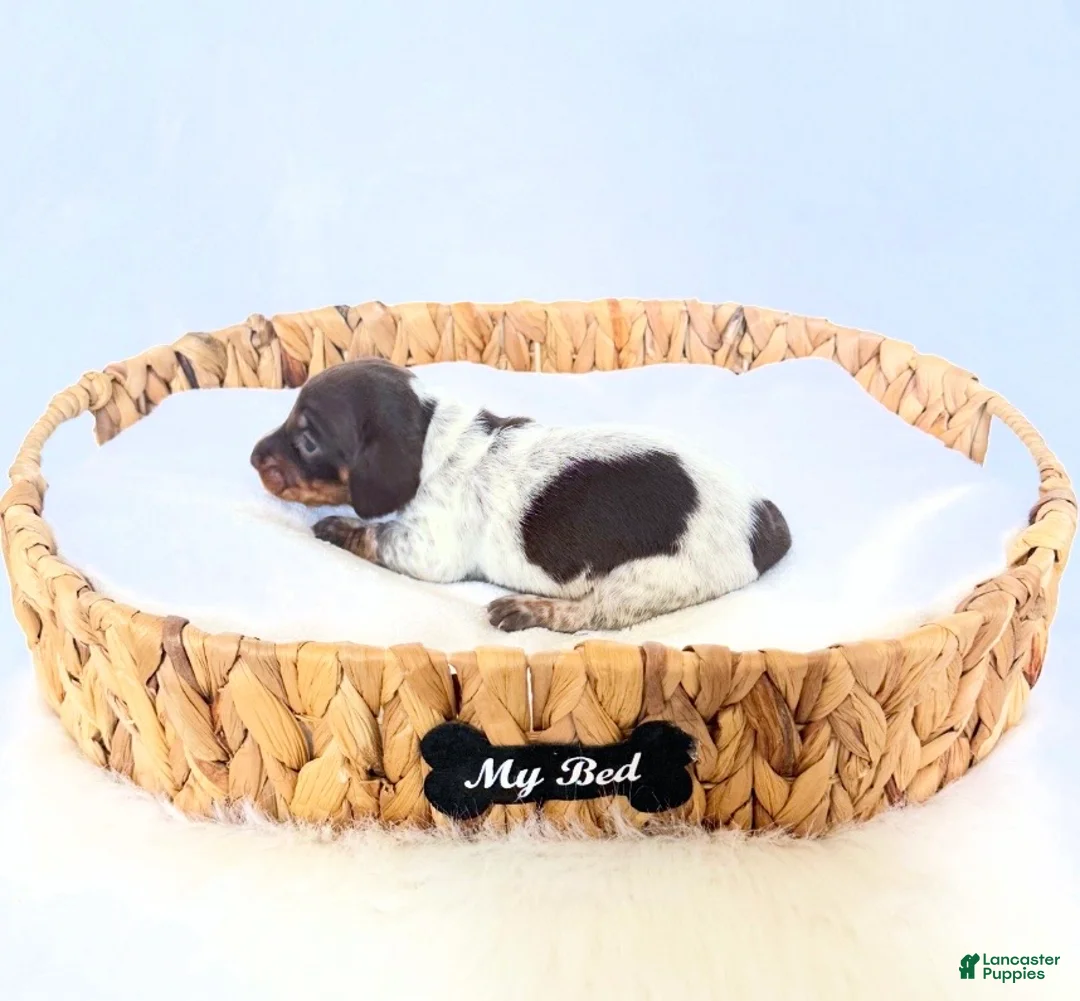 Miniature Dachshund dogs for sale: Cassie - Ad 2