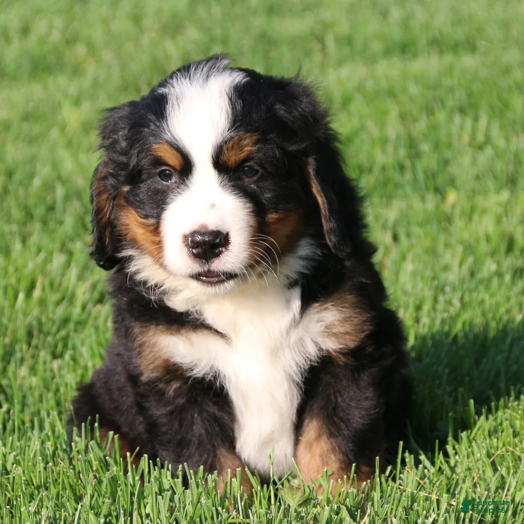 Bernese Mountain Dog dogs for sale: Timber - Ad 2