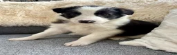 Border Collie dogs for sale: Border Collie Puppy 1 - Ad 3