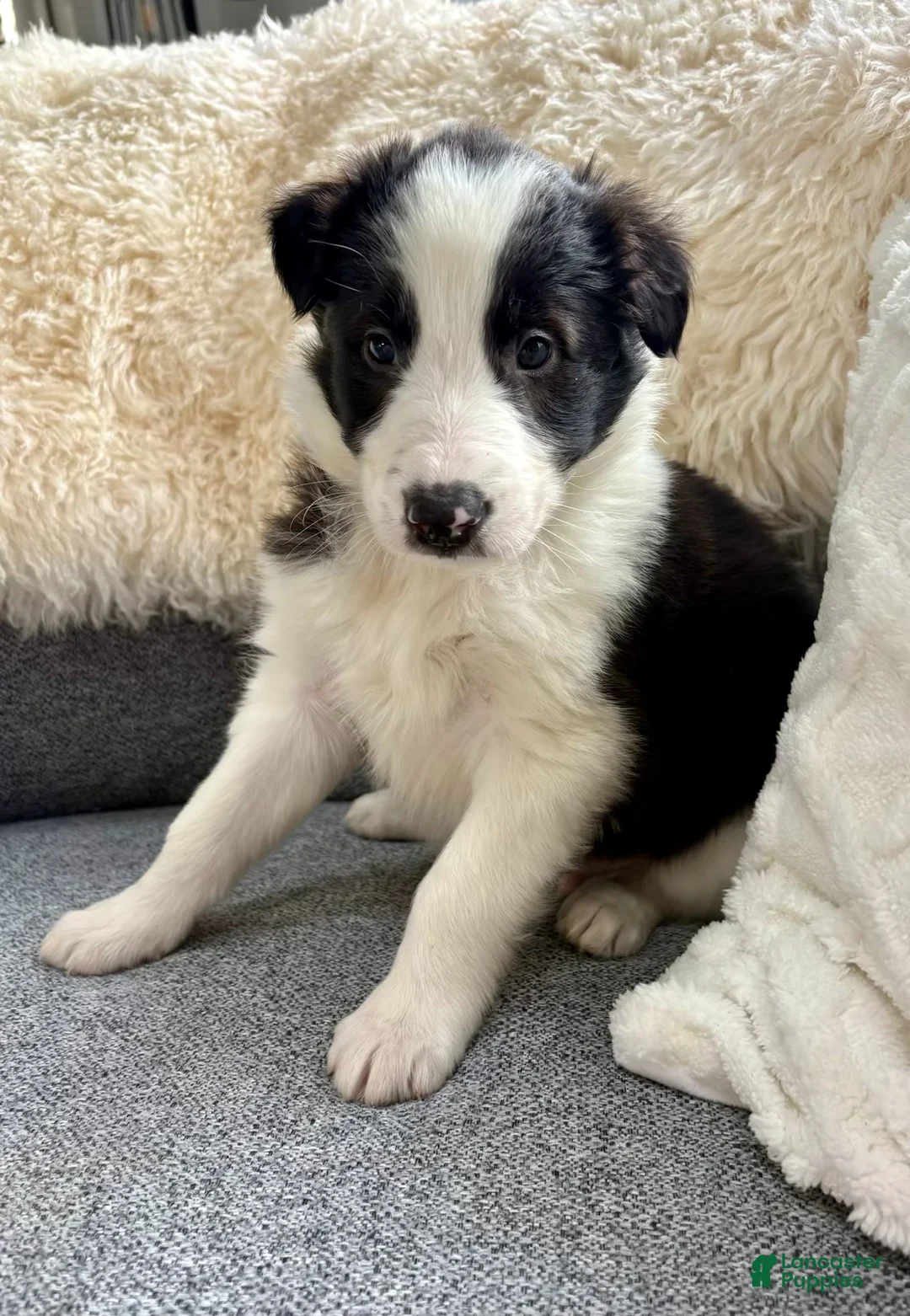 Border Collie dogs for sale: Border Collie Puppy 1 - Ad 3