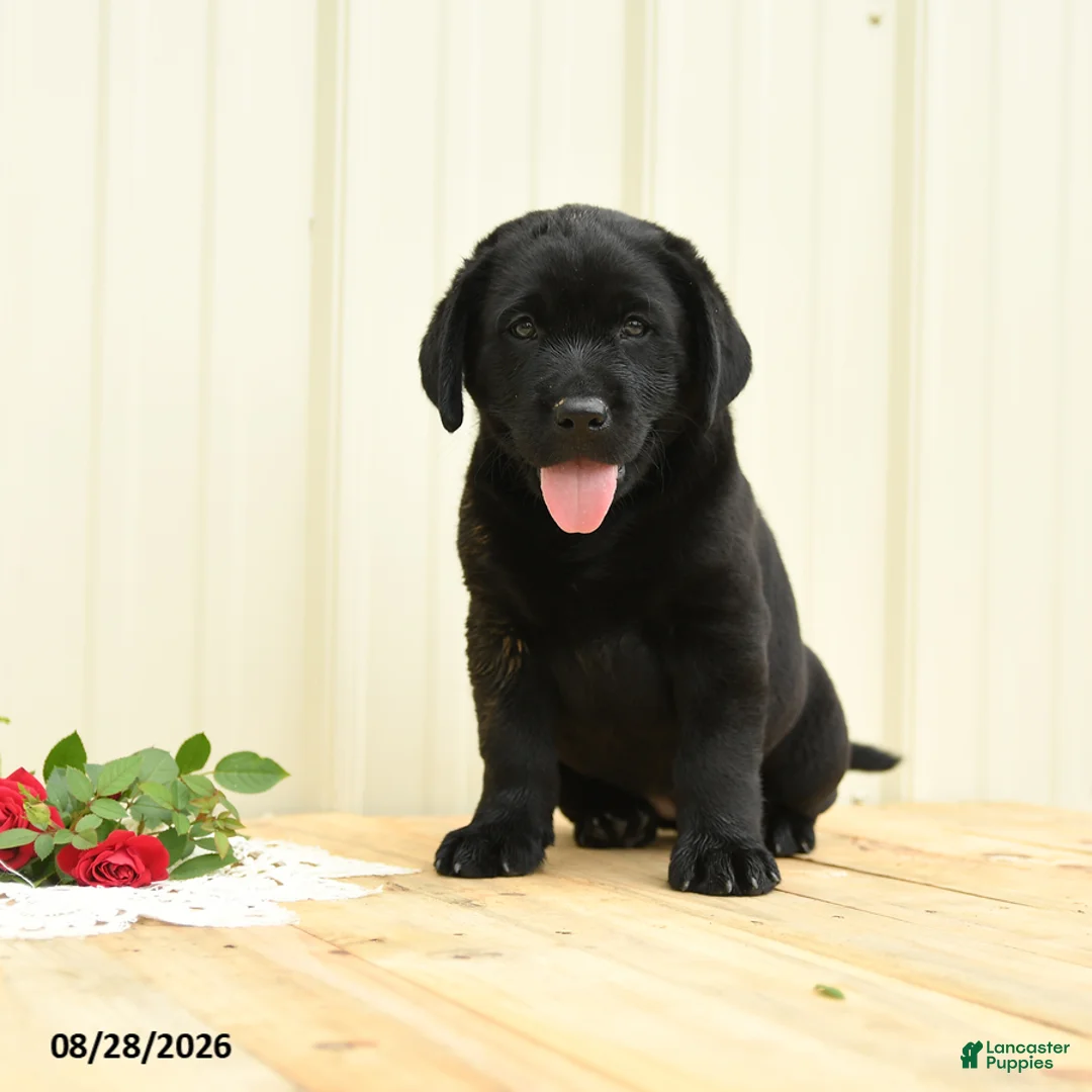 Labrador Retriever dogs for sale: Hazel - Ad 5