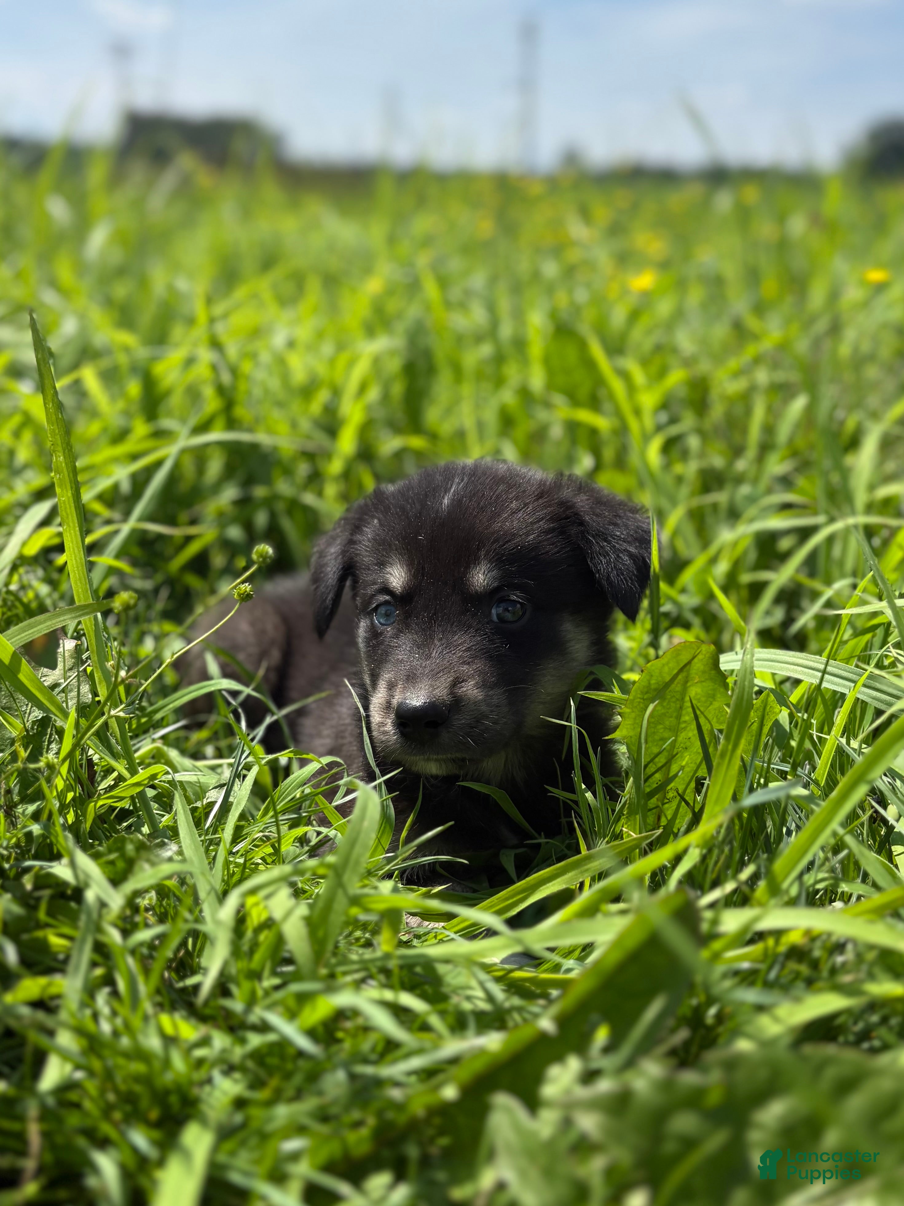 Goberian dogs for sale: Jagger - Ad 2