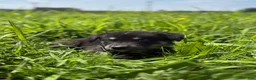 Goberian dogs for sale: Jagger - Ad 1