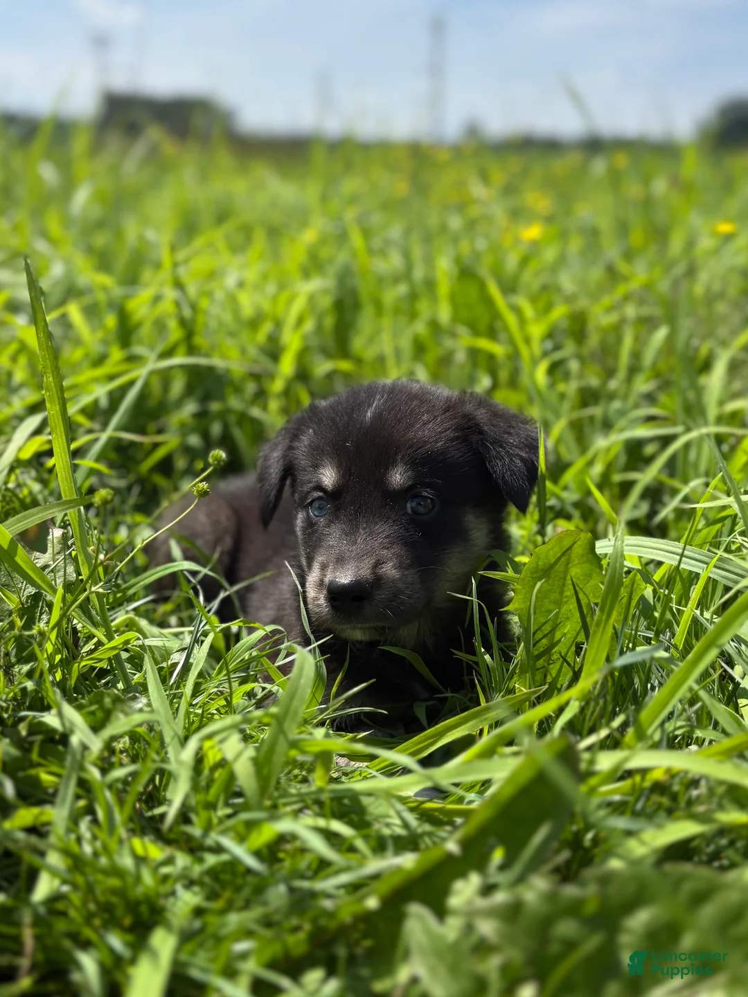 Goberian dogs for sale: Jagger - Ad 1