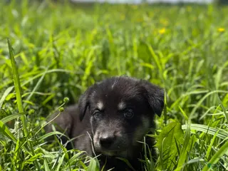 Goberian dogs Jagger - Ad 10