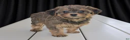 Yorkiepoo dogs for sale: Amber - Ad 7